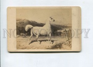 3060644 ARABIAN HORSE by Alfred de DREUX vintage CARD