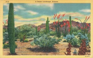 USA A Desert Landscape Arizona Postcard 08.10 