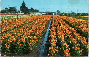 postcard California - Fields of winter-blooming Marigolds and Shasta daisies