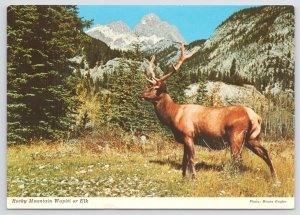 Canadian Rockies~Alberta & BC Mtns~Magnificent Wapiti Or Elk~Continental PC