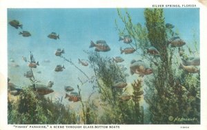 Silver Springs Florida Fishes Paradise Seen Through A Glass Bottom Boat Postcard