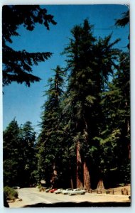 BIG BASIN REDWOODS State Park, CA Compass Group Santa Cruz County Postcard