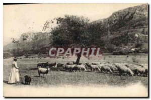 Old Postcard Chain of La Sainte Baume and the Plateau Plan Aups Sheep Female