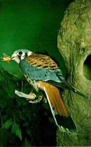 Birds The Sparrow Hawk The Ohio Historical Society