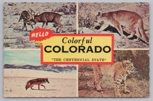 Colorado~Mule Buck Battle Puma Coyote & Bobcat Greeting Card~Vintage Postcard