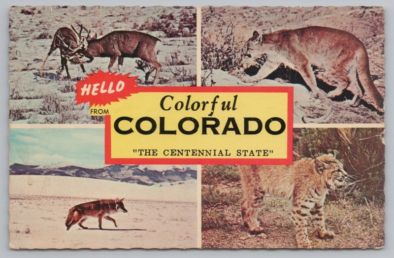 Colorado~Mule Buck Battle Puma Coyote & Bobcat Greeting Card~Vintage Postcard