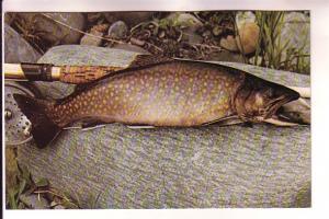 Fish, Square-Tail Trout, Maine, Photo D Walker