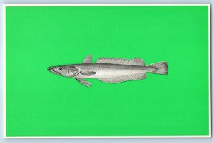 Russia Postcard Silver Hake (Merluccius bilinearis) V/O Prodintorg c1950's
