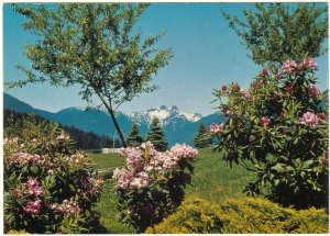 The Lions And Rhododendrons, Capilano Canyon Park, Vancouver BC, Chrome Postcard