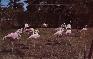 VINTAGE POSTCARD FLOCK OF FLAMINGOS IN THE SOUTHLAND