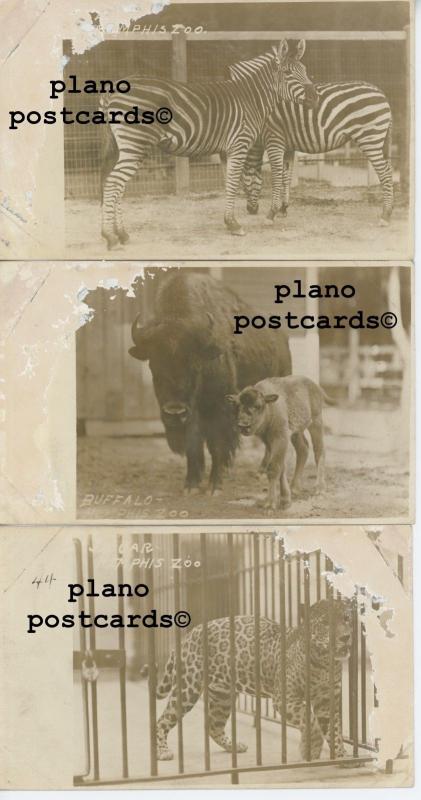 MEMPHIS, TENNESSEE ZOO ANIMALS-EARLY 1900'S-SET OF  3 RPPC REAL PHOTO P.C.