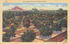 An Orange Grove In Southern Arizona