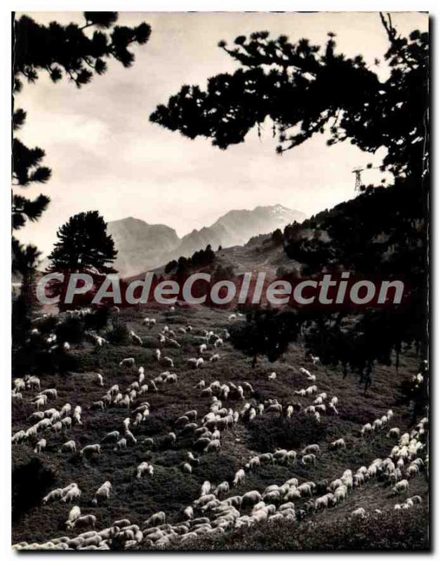 Postcard Modern Chamrousse Sheep In Alpage