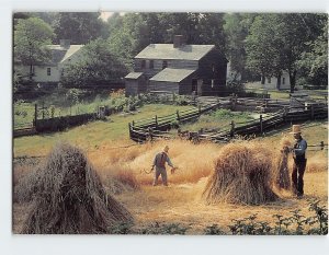 Postcard Harvesting Rye, Old Sturbridge Village, Sturbridge, Massachusetts