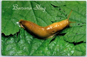 Postcard - Banana Slug - Pacific Northwest