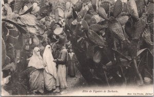 Senegal Allee de Figuiers de Barbarie Vintage Postcard 09.11