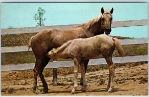 c1960s Cute Palomino Horses Mare & Foal Mother & Baby Feeding Milk PC Vtg A236