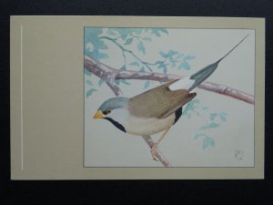 Bird Theme LONG TAILED GRASSFINCH c1950s Postcard by P. Sluis Series 3 No.29