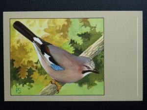 Bird Theme JAY c1950s Postcard by P. Sluis Series 10 No.113