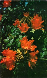 Postcard African Tulip Tree