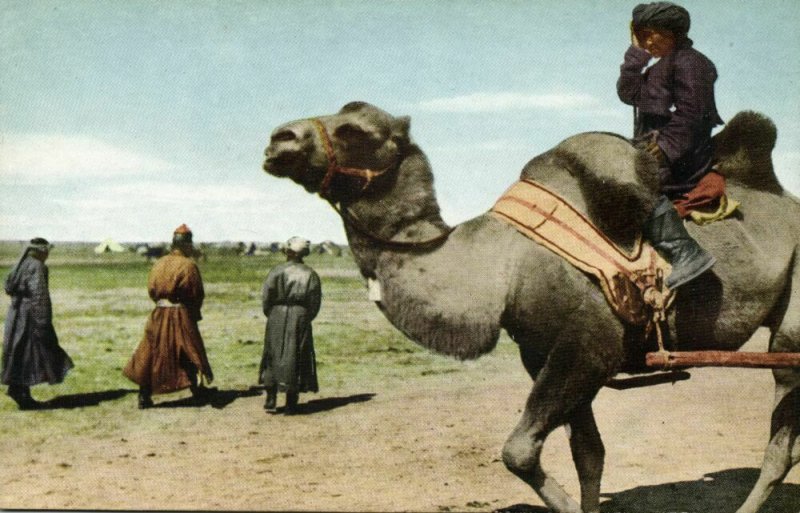 mongolia china, Native Mongolian Camel Driver (1946) Postcard 