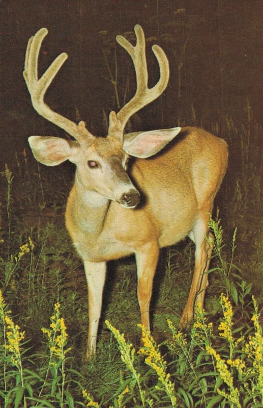 USA White Mountain Deer In Velvet In Northern Arizona Vintage Postcard 08.12