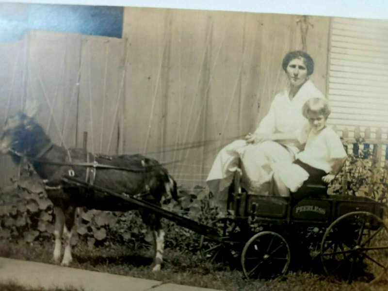 Vintage Postcard Pony Pulling Wagon with Mom and Daughter 