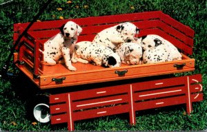 Dogs Dalmatians Puppies In A Red Wagon The North Shore Animal League