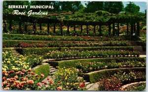 Postcard - Berkeley Municipal Rose Gardens - Berkeley, California