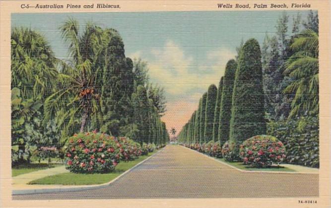 Florida Palm Beach Australian Pines and Hibiscus Along Wells Road Curteich