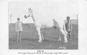 Hiram, Largest Horse in World 3065 Pounds View Images