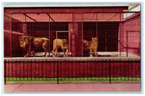 1940 Lion Tiger Leopard Enclosures Glen Oak Zoo Peoria Illinois Vintage Postcard