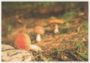 German Magic Mushrooms Strawberries Rare Breed Stunning Postcard