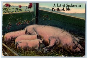 c1950 A Lot Of Suckers In Portland Pig Feeding Piglets Pigpen Maine ME Postcard
