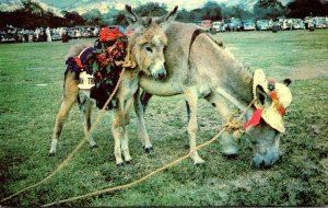 St Croix Donkey & Foal Costumed For The Donkey Races Held Annually By St Croi...