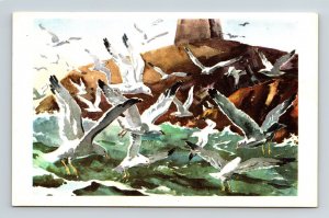Herring Seagulls Ocean Waves Shoreline Birds Animals Forrest Orr VNG Postcard 