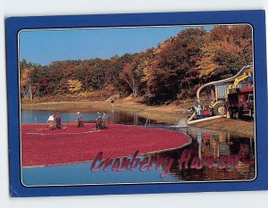 Postcard Cranberry harvest Cape Cod Massachusetts USA