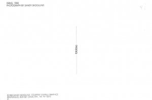 Ferns, Photo By Sandy Skoglund 