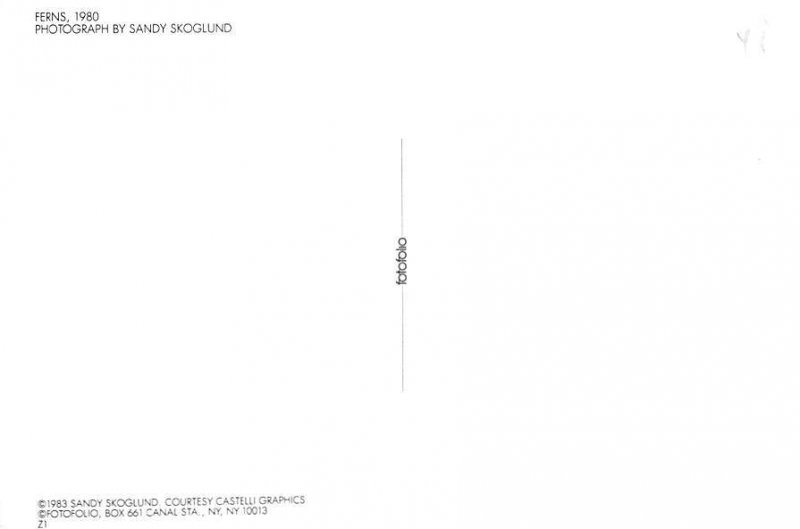 Ferns, Photo By Sandy Skoglund 