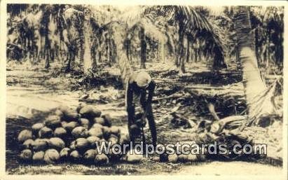Real Photo Husking Cocoanuts Cocoanut Plantation Malaysia Unused 