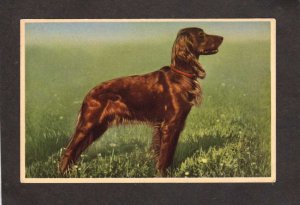 Alfred Mainzer Dog Animals Postcard