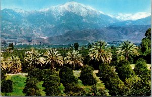 Vtg 1950s Orange Groves & Snow Capped Mountains Southern California CA Postcard