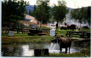 A frequent visitor to Chena Hot Springs cools off - Chena Hot Springs, Alaska 