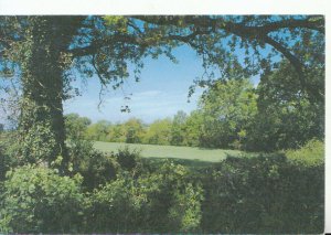 Hampshire Postcard - Runnydown Copse - Bishop's Waltham - Ref 9642A