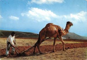 BR71995 lanzarote camel chamel arada spain  animal animaux