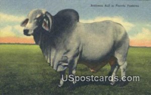 Brahman Bull - Misc, Florida FL  