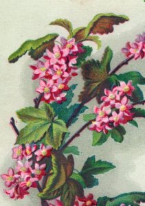 1883 Victorian Christmas Card Lovely Pink Blossoms Flowers Fab! 7D
