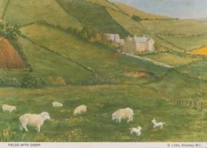 Sheep Grazing Fields Shenley Herts Hertfordshire Womens Institute Postcard