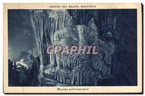 Postcard Old Drach Mallorca tree Macizo