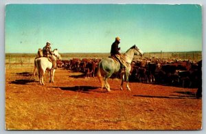 1959  Kit Carson  Colorado  Cowboys Rounding Up Cow Heard   Postcard